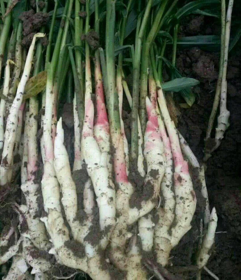 姜种批发，自家基地，货量稳定欢迎致电咨询