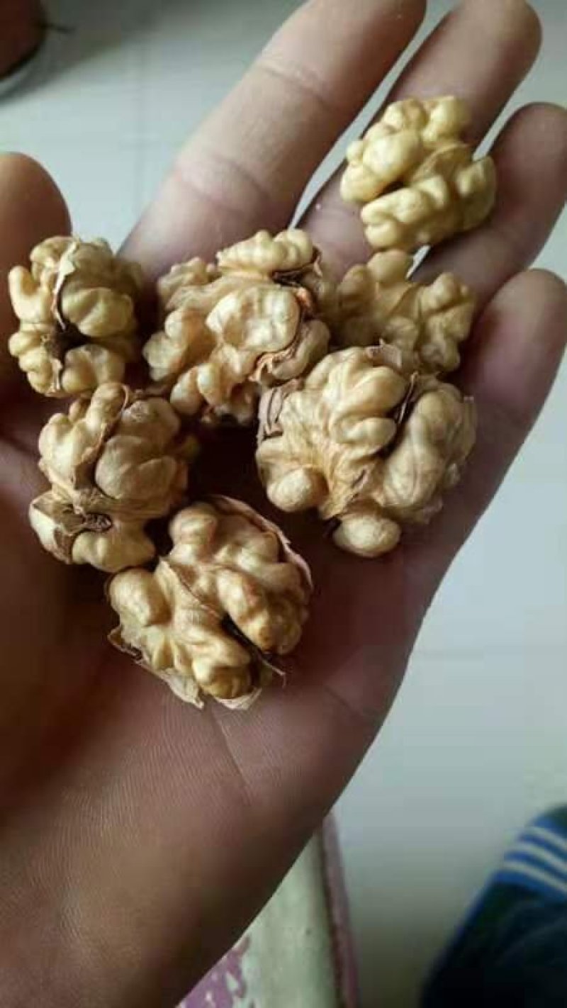 笨核桃优种山西临汾隰县大量出售核桃