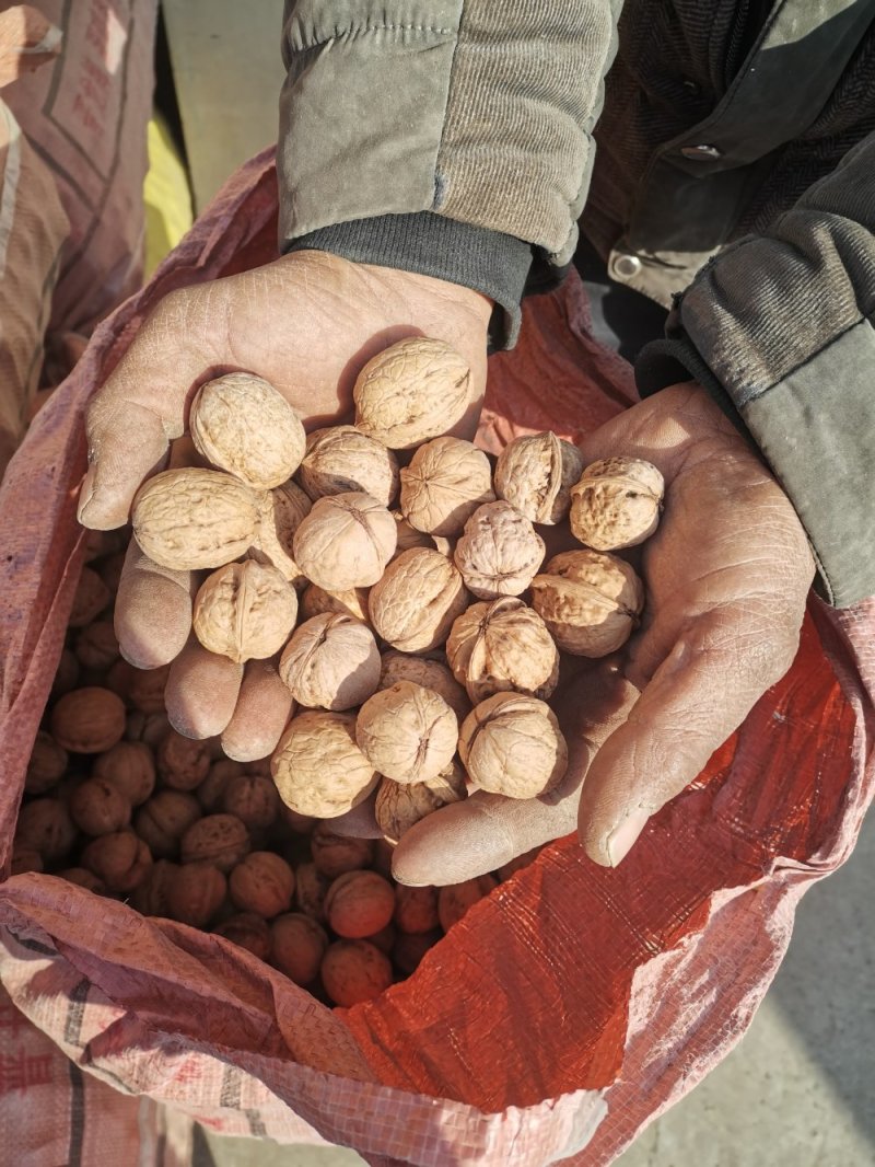 笨核桃优种山西临汾隰县大量出售核桃