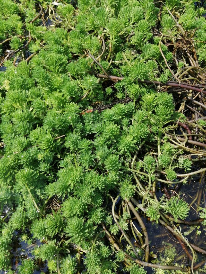 狐尾藻聚草水生植物观赏草基地直销