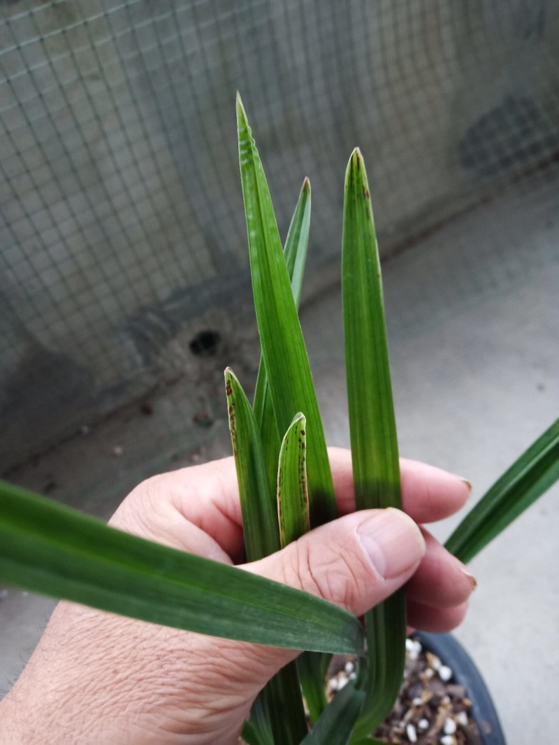春剑叶蝶