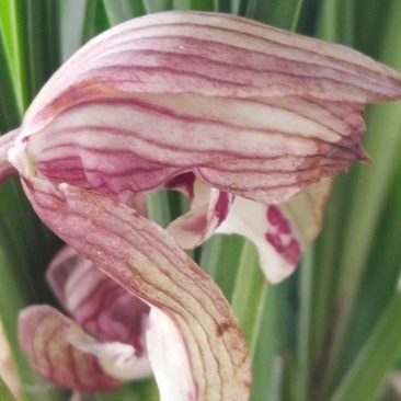 春剑蝶花