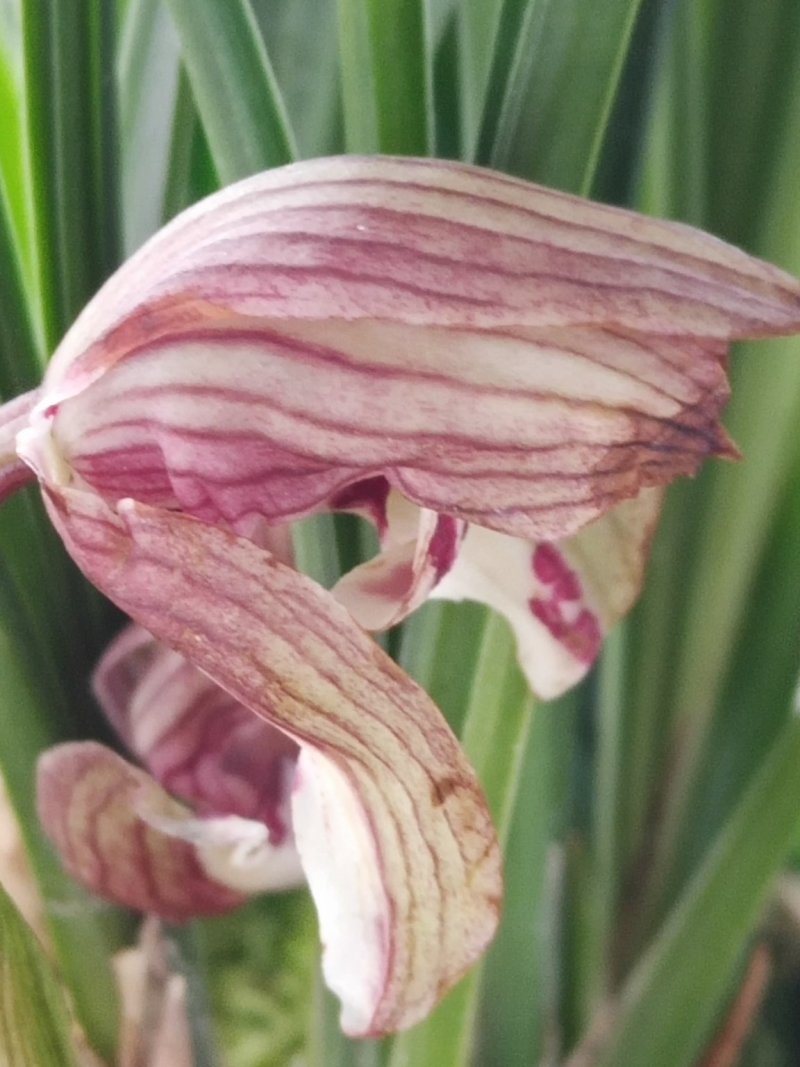 春剑蝶花