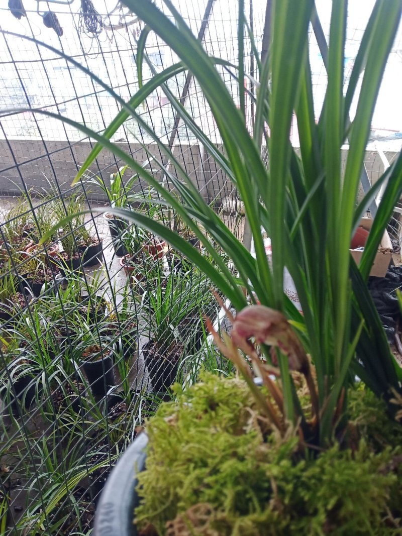 春剑蝶花