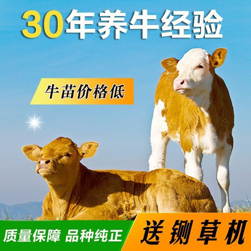 牛犊品种保证自繁自养价格优惠货到付款三包技术