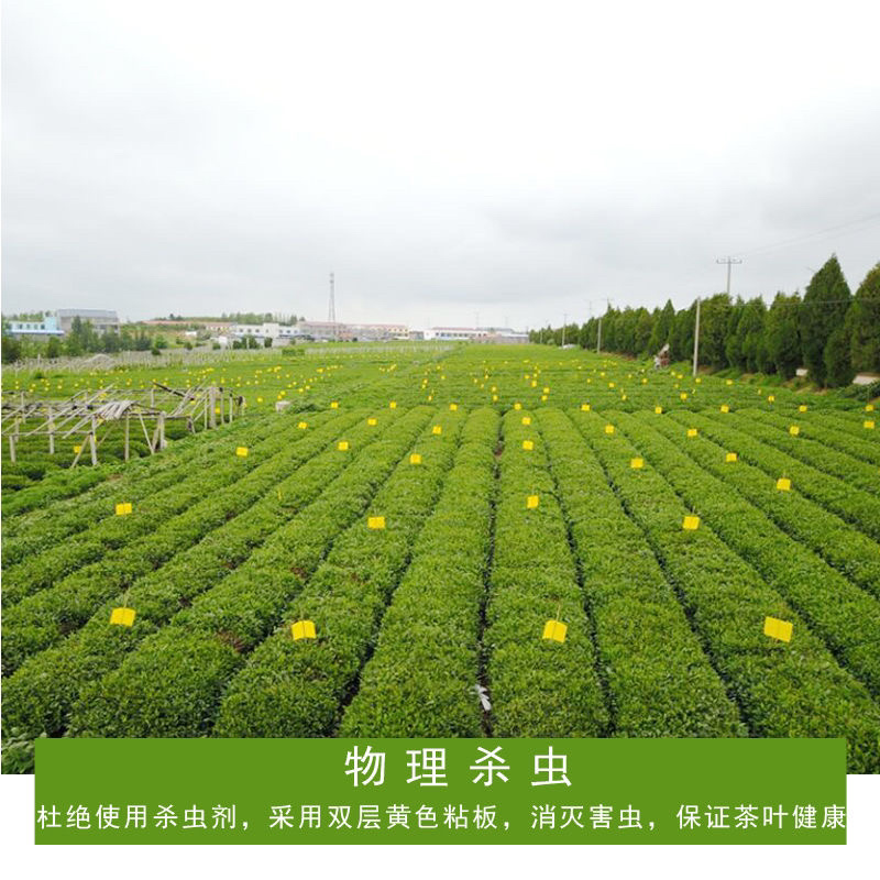 日照绿茶