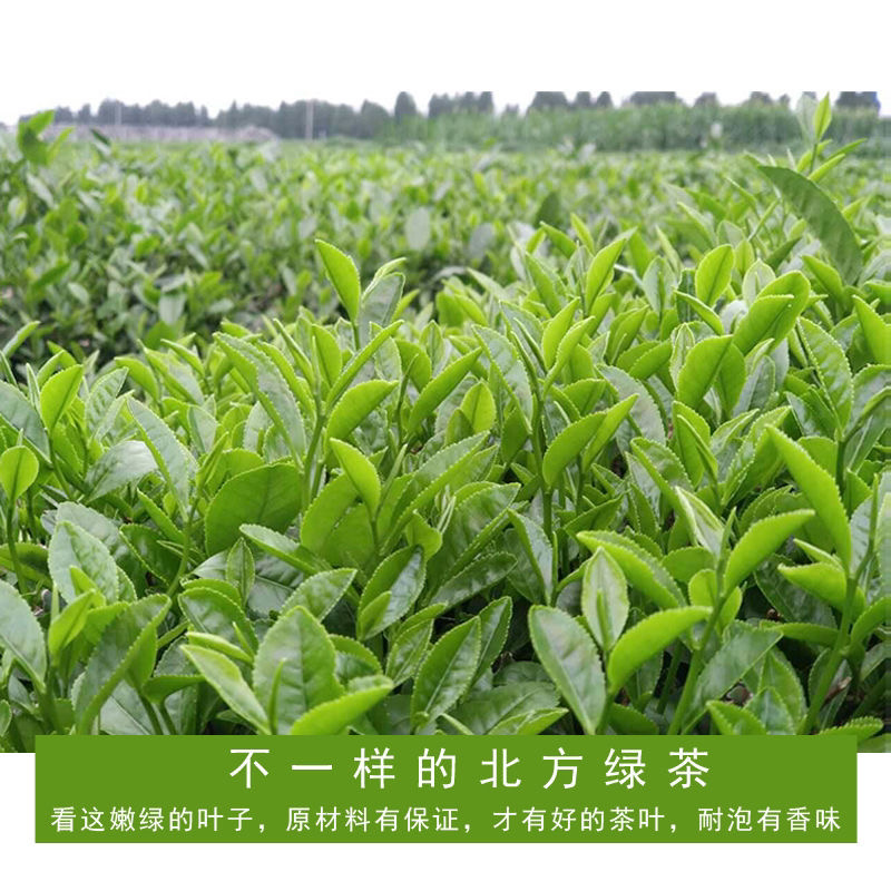 日照绿茶