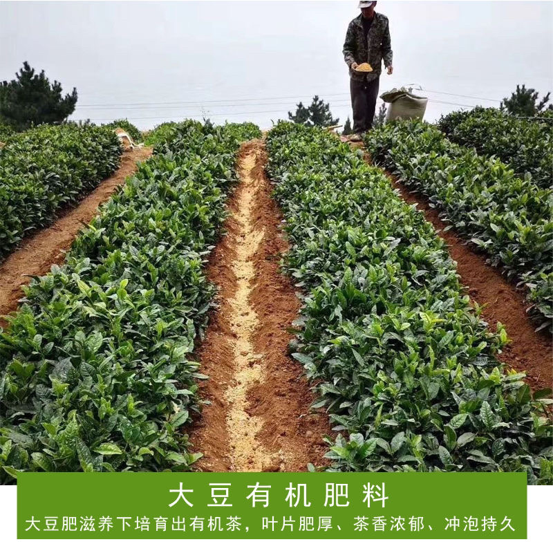 日照绿茶