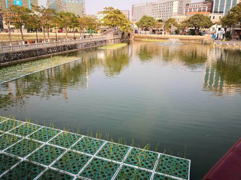 浮岛水生植物观赏草基地直销