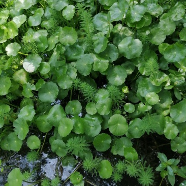 铜钱草香菇草马蹄金水生植物观赏草基地直销