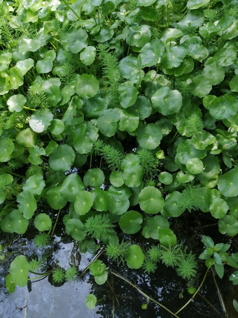 铜钱草香菇草马蹄金水生植物观赏草基地直销