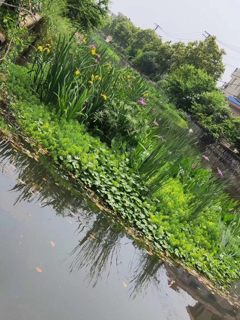 铜钱草香菇草马蹄金水生植物观赏草基地直销
