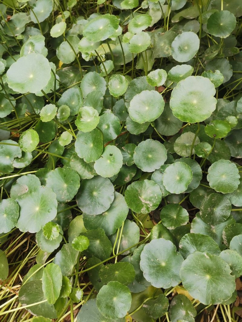 铜钱草香菇草马蹄金水生植物观赏草基地直销