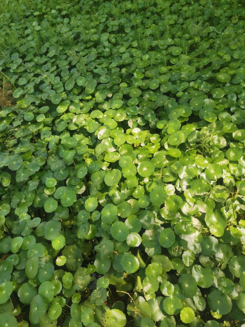 铜钱草香菇草马蹄金水生植物观赏草基地直销