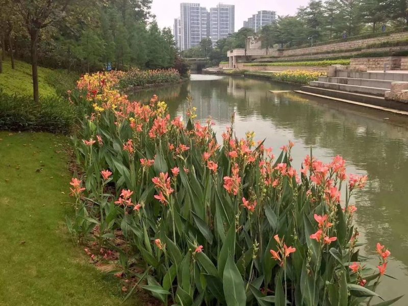 粉花水生美人蕉紫叶美人蕉花叶美人蕉黄花美人蕉红花美人蕉