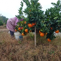 脐橙苗赣南脐橙苗30-70公分高抗病力强提供技术指导