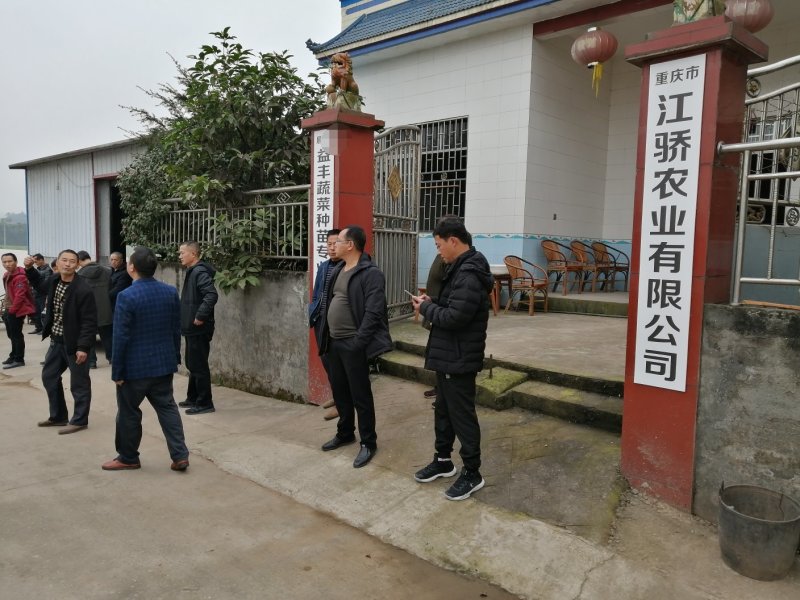 线椒苗（货发全国市场、批发、基地、承接政府大型基地项目）