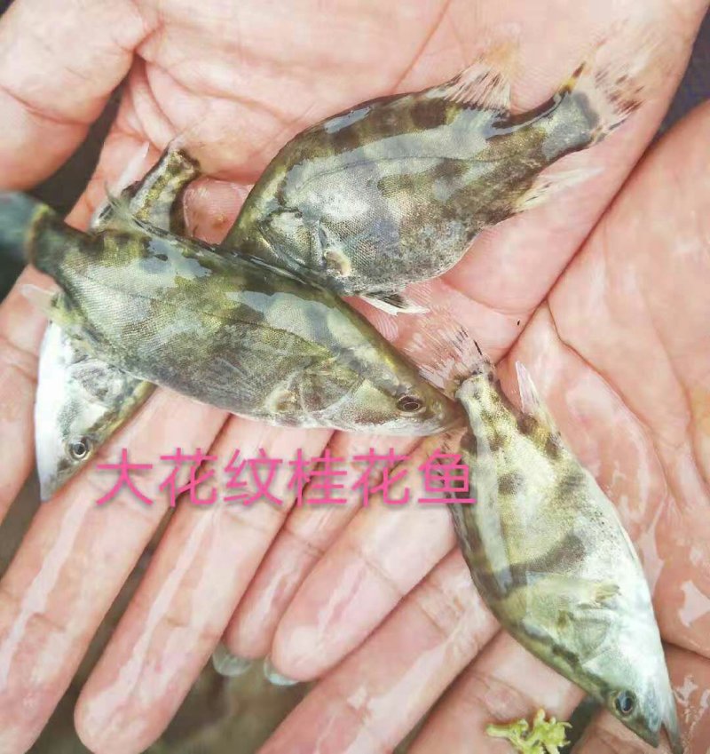 桂花鱼苗（鳜鱼）！！！