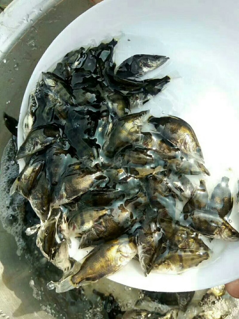桂花鱼苗（鳜鱼）！！！