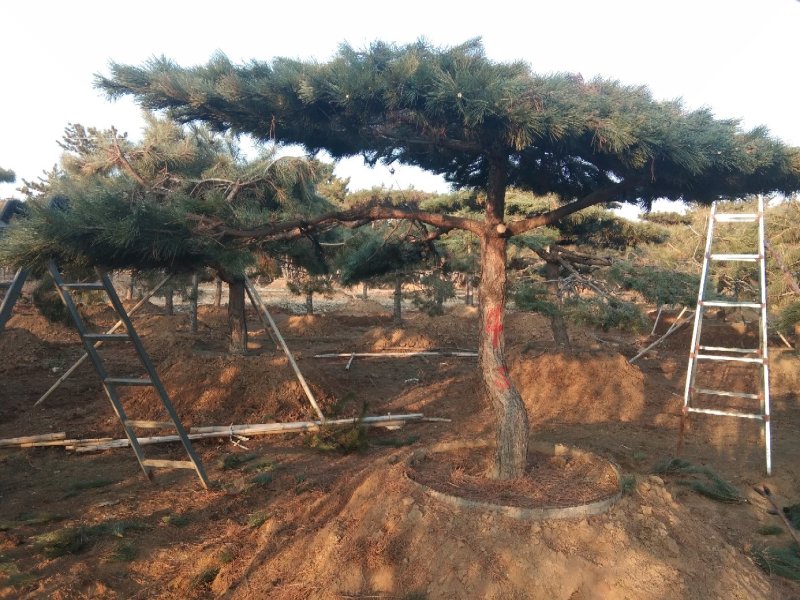 乔灌木造型松景观松，造型黑松造型油松黑松盆景