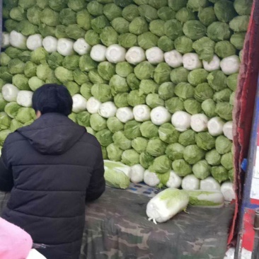 窖储大白菜