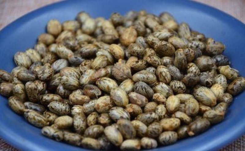 常年批发代购蓖麻子黑蓖麻子红蓖麻子野生