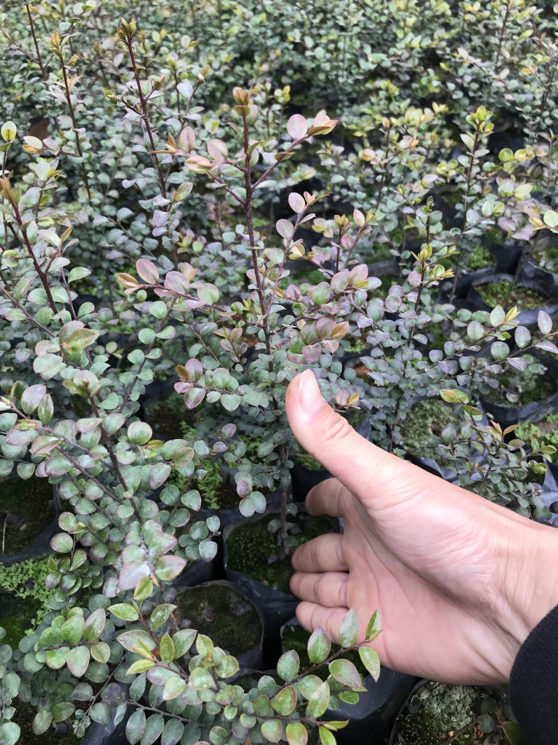 小叶紫檀苗紫檀造型苗小叶紫檀树苗