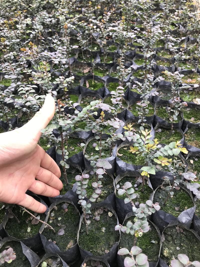 小叶紫檀苗紫檀造型苗小叶紫檀树苗