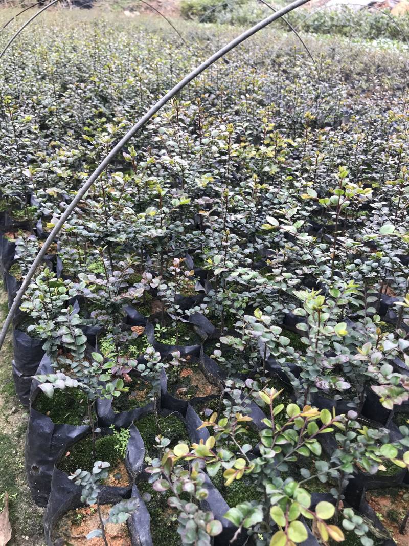小叶紫檀苗紫檀造型苗小叶紫檀树苗