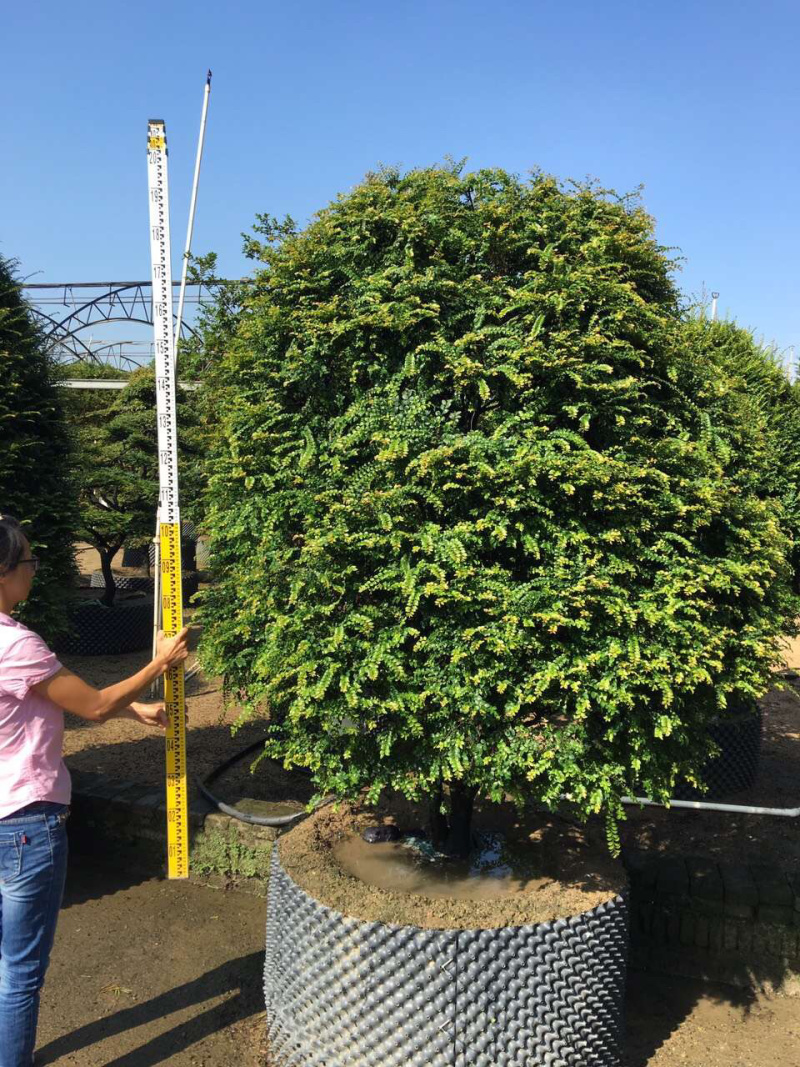 小叶紫檀苗紫檀造型苗小叶紫檀树苗