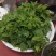 树仔菜鲜芽（天绿香），产地直供