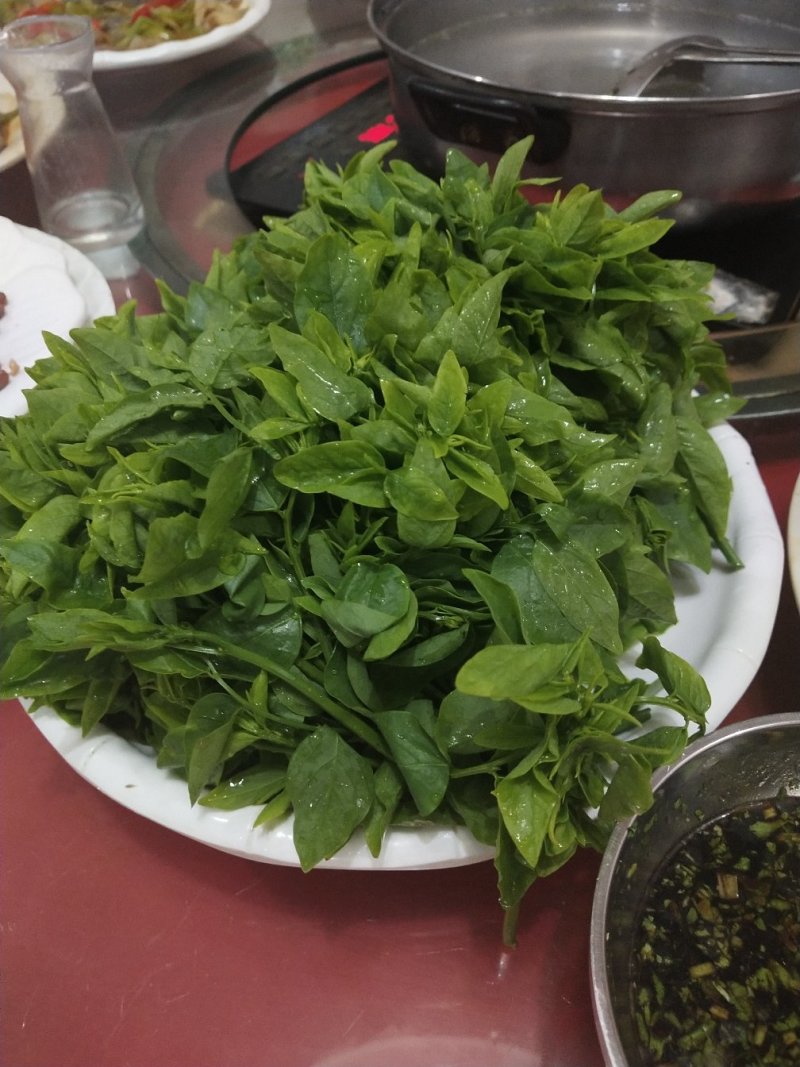 树仔菜鲜芽（天绿香），产地直供