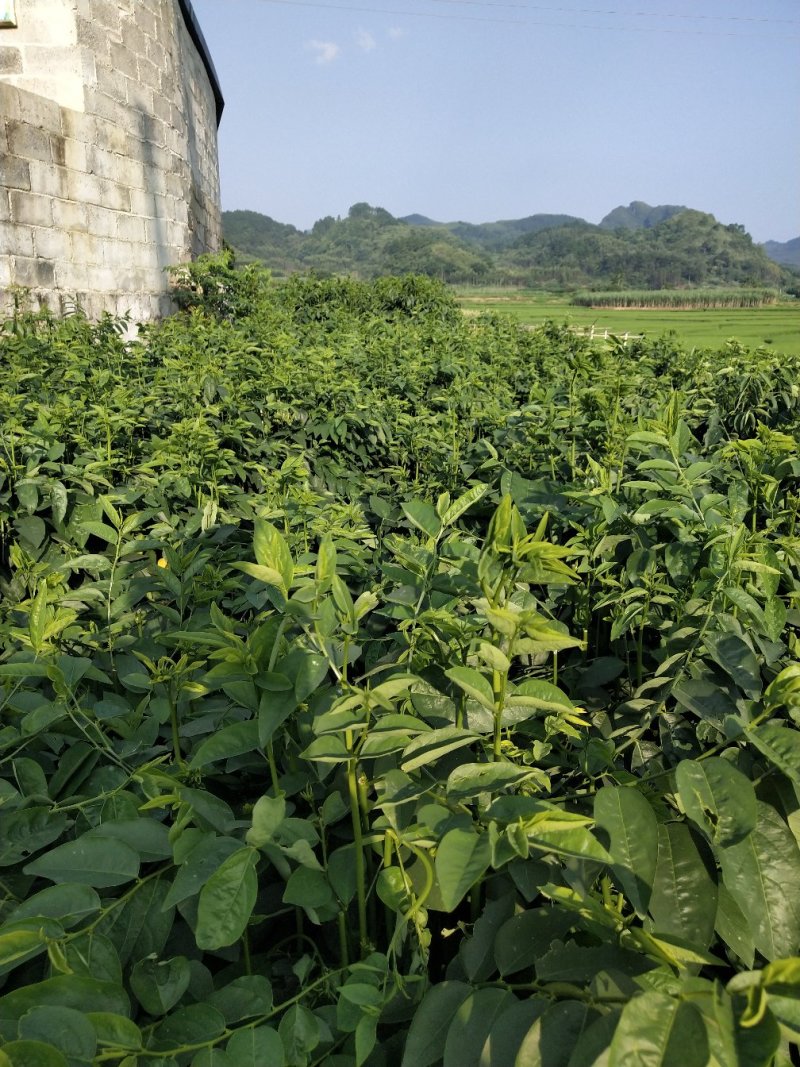 树仔菜鲜芽（天绿香），产地直供