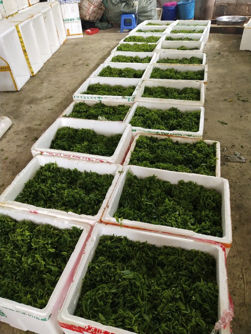 树仔菜鲜芽（天绿香），产地直供