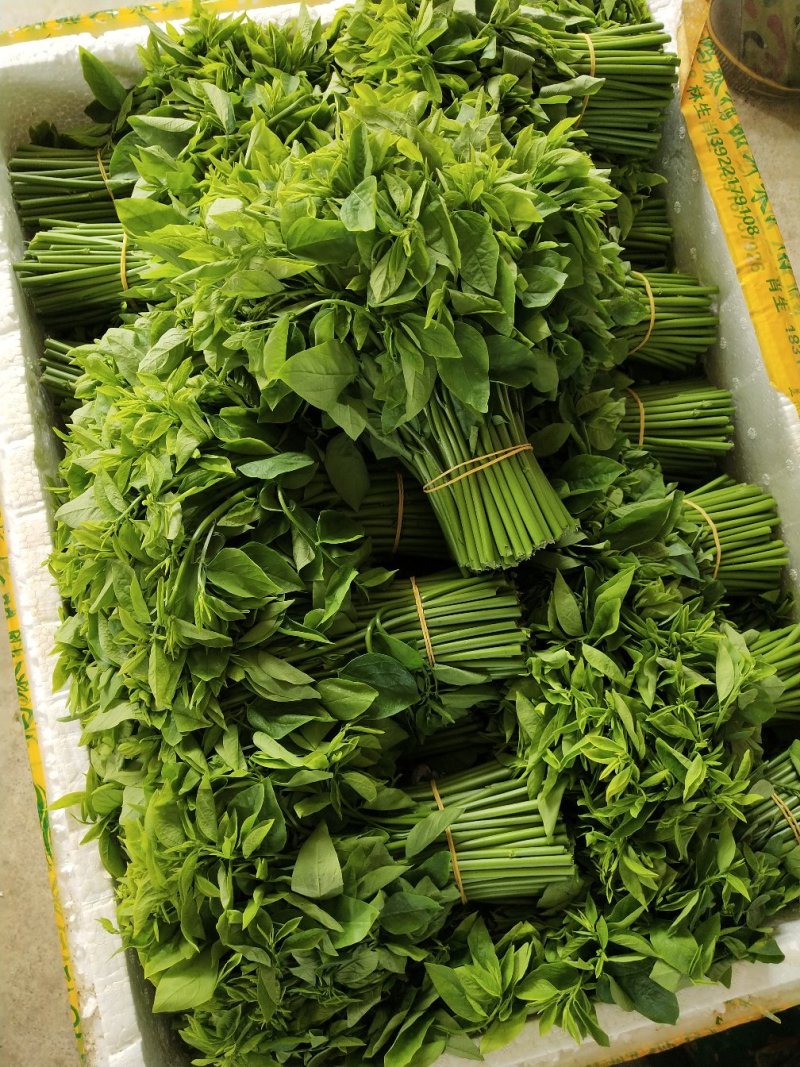 树仔菜鲜芽（天绿香），产地直供