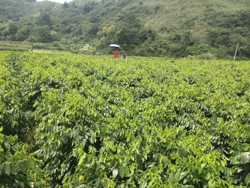 树仔菜鲜芽（天绿香），产地直供