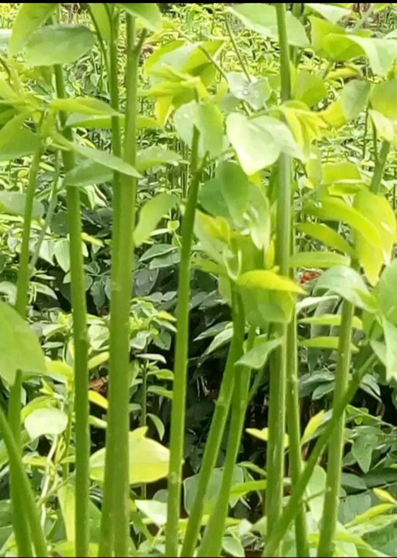 树仔菜鲜芽（天绿香），产地直供