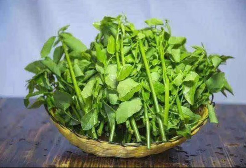 树仔菜鲜芽（天绿香），产地直供