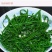 天绿香苗（益肝菜），原生好苗