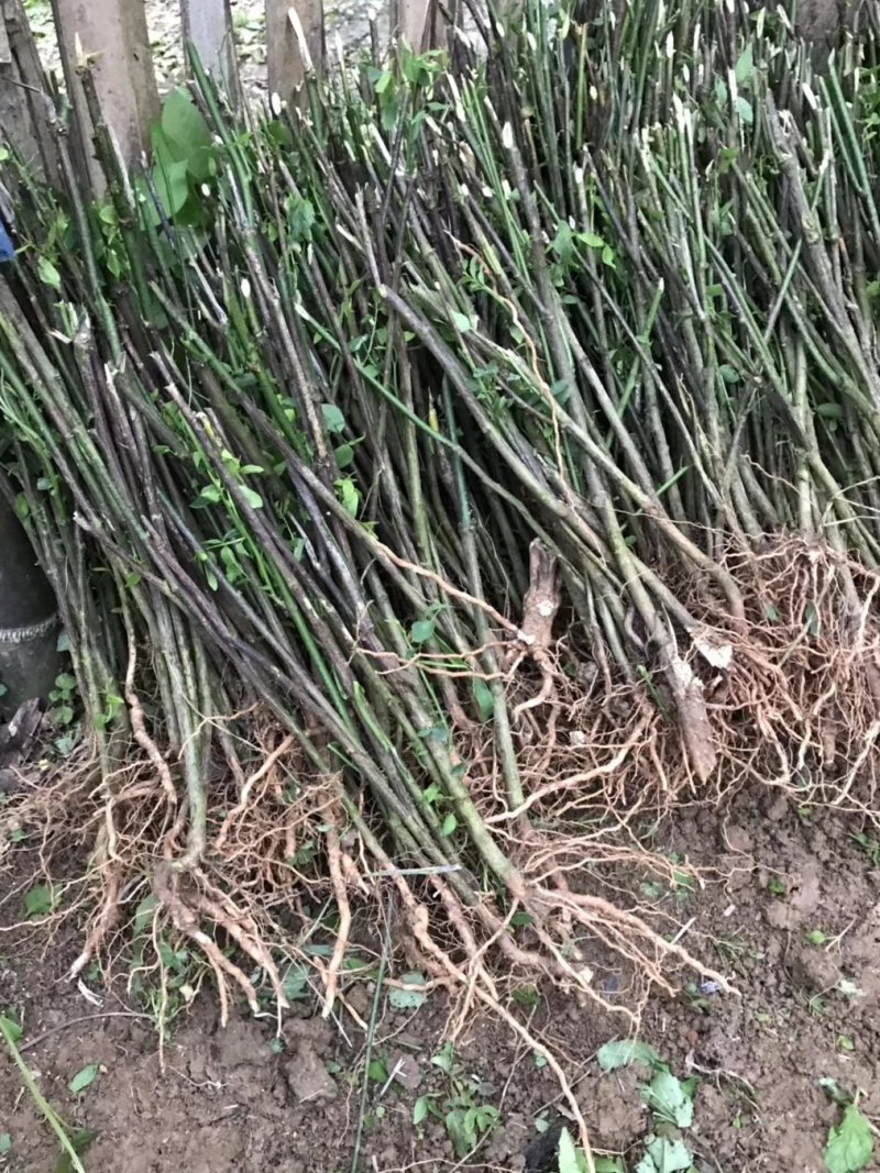 天绿香苗（益肝菜），原生好苗