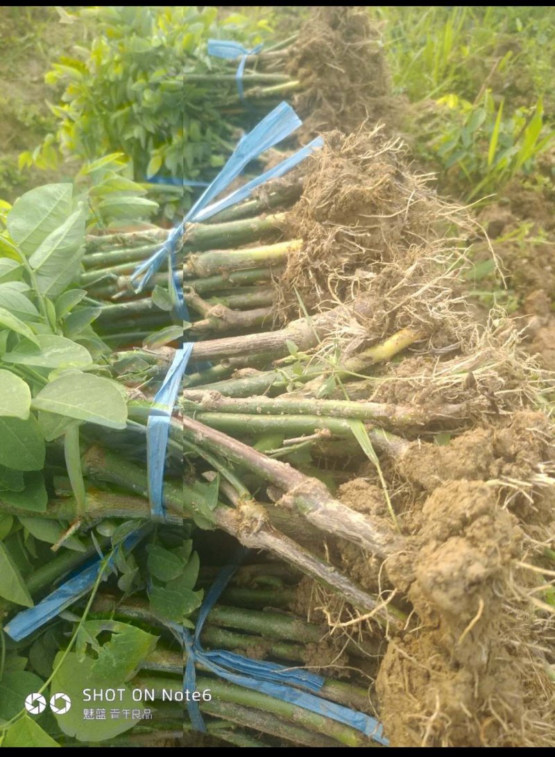 天绿香苗（益肝菜），原生好苗