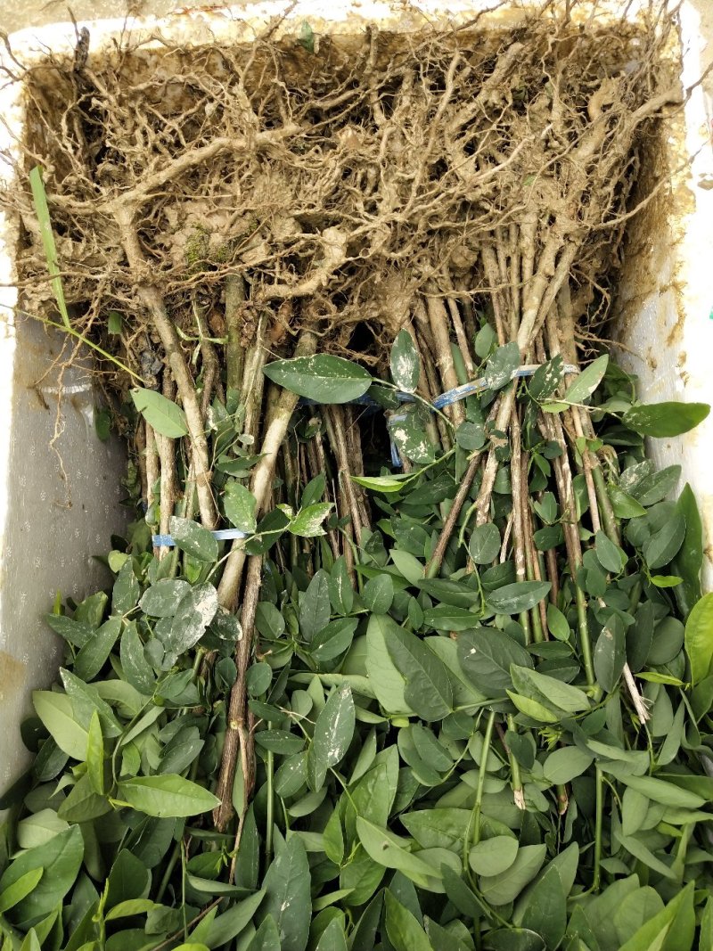 天绿香苗（益肝菜），原生好苗