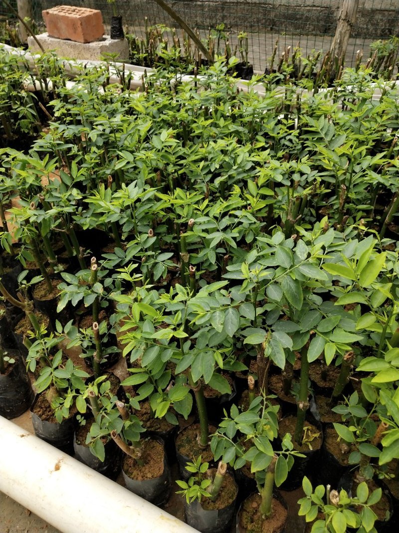 天绿香苗（益肝菜），原生好苗