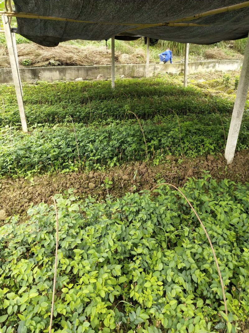 天绿香苗（益肝菜），原生好苗