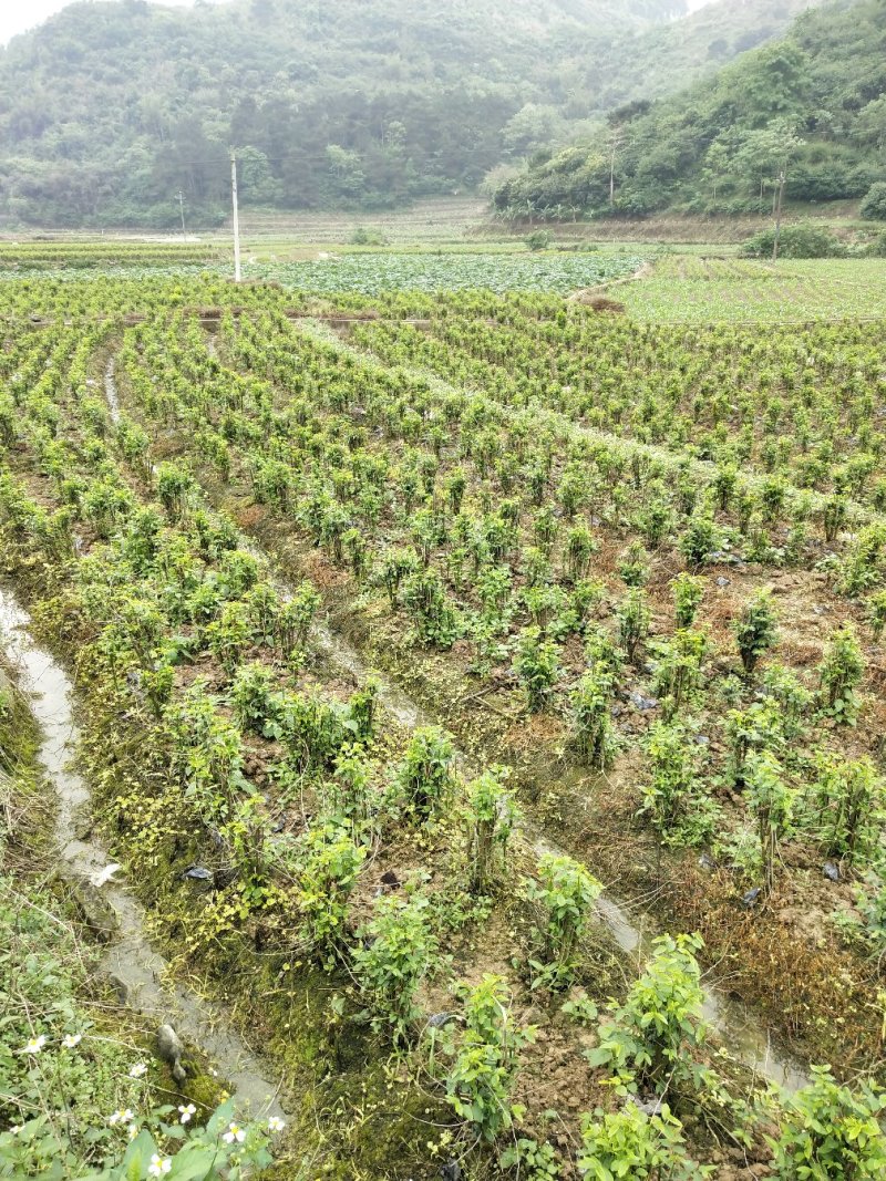 天绿香苗（益肝菜），原生好苗