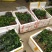 天绿香苗（益肝菜），原生好苗