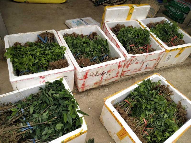 天绿香苗（益肝菜），原生好苗