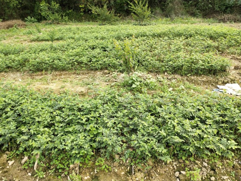天绿香苗（益肝菜），原生好苗