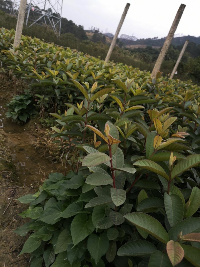 珍珠番石榴苗，正品嫁接四季结果珍珠番石榴苗