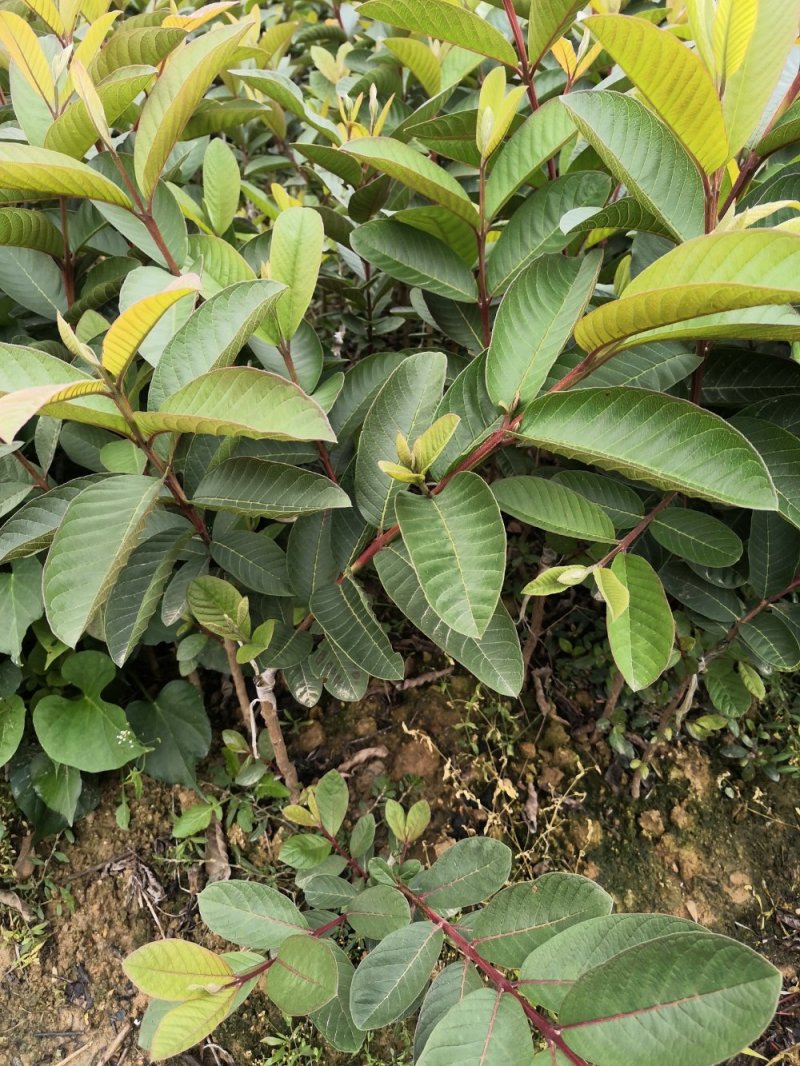珍珠番石榴苗，正品嫁接四季结果珍珠番石榴苗
